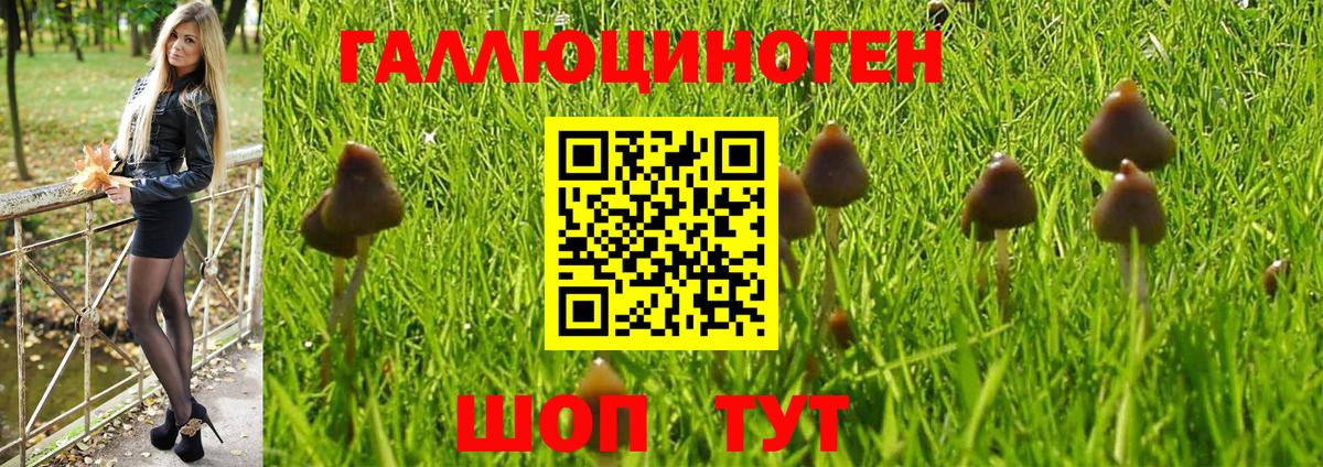 Галлюциногенные грибы GOLDEN TEACHER  Вход с VPN  Галлюциногенные грибы Psilocybe  Камышин 